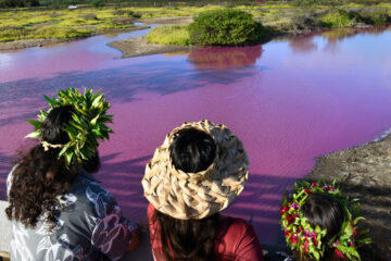 A Pond in Hawaii Turned Pink, Raising an Environmental Red Flag