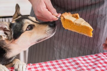 After Thanksgiving, these are the worst leftovers for your dog — see the list