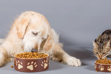 At least 6 infants stricken in salmonella outbreak linked to dog and cat food