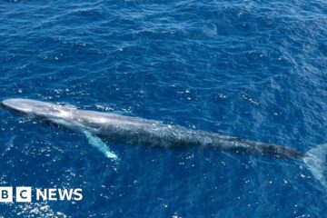 Blue whales: Ocean giants return to 'safe' tropical haven