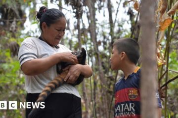 Bolivia wildfires: Locals care for animals affected by blazes