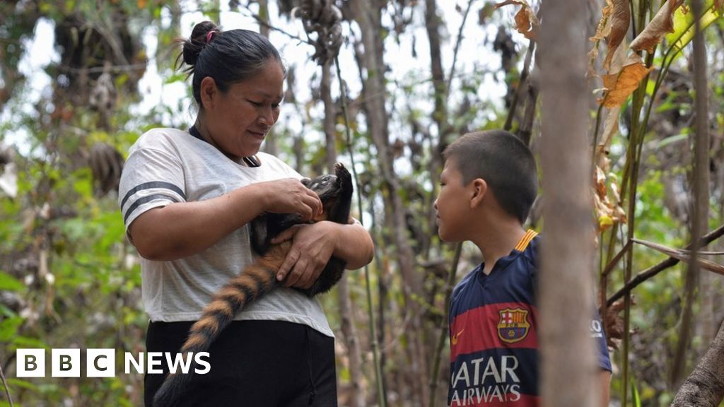 Bolivia wildfires: Locals care for animals affected by blazes