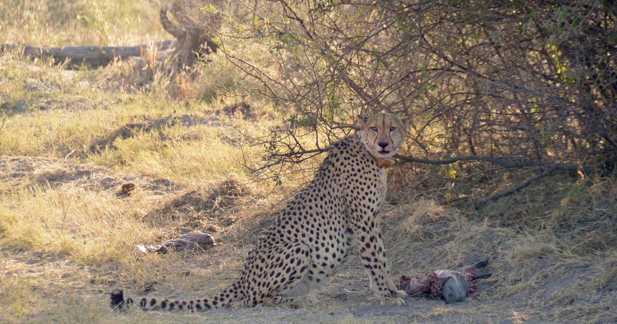 Cheetahs change hunting habits on hot days, increasing odds of