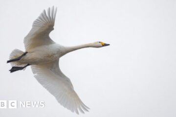Climate change: Fewer wild swans returning to UK in winter