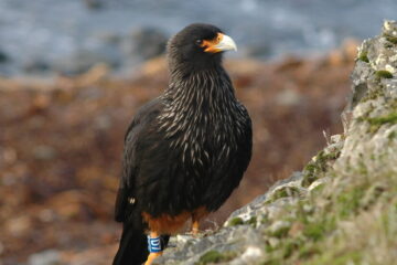 Estos ingeniosos halcones resuelven rompecabezas en las islas Malvinas