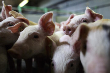 FDA moves to pull common drug used by pork industry, citing human cancer risk