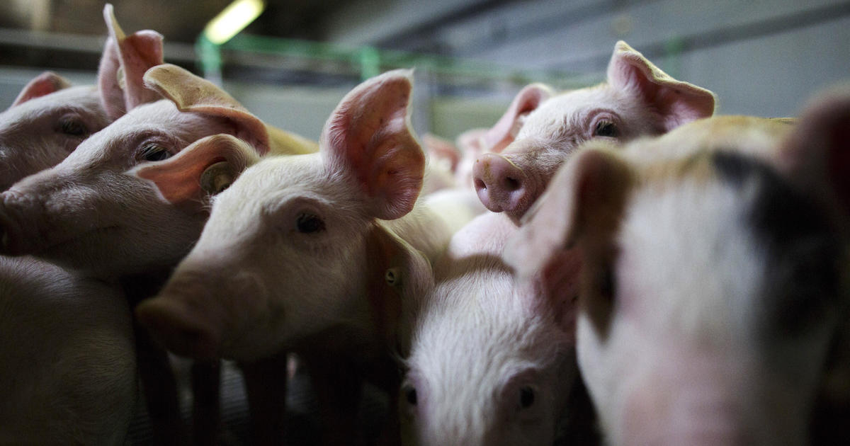 FDA moves to pull common drug used by pork industry, citing human cancer risk