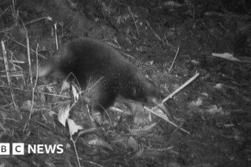 First ever images prove 'lost echidna' not extinct