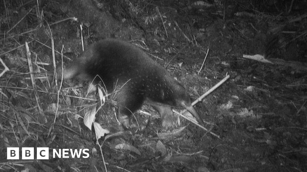 First ever images prove 'lost echidna' not extinct