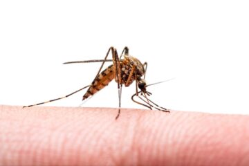 First vaccine for chikungunya virus, an 'emerging global health threat,' gets FDA approval