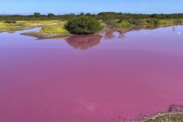 Hawaii wildlife refuge pond mysteriously turns bubble-gum pink. Scientists have identified a likely culprit.