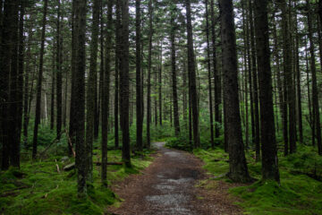 How Much Can Trees Fight Climate Change? Massively, but Not Alone, Study Finds.