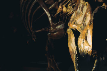 How the T. Rex Built Up That Bone-Crushing Bite