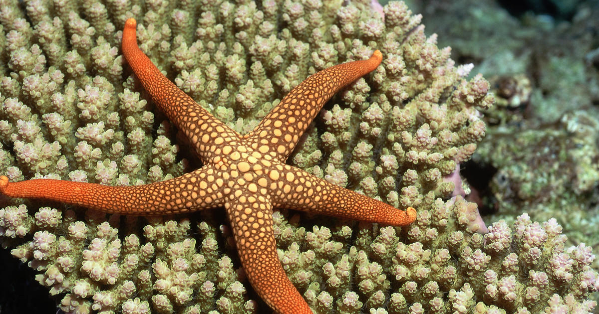 It turns out that starfish don't have arms – they're "just a head crawling along the seafloor"