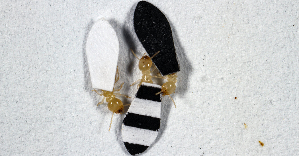 Not All Heroes Wear Capes, but These Termites Did for Science