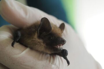 Retiree records bat sex in church attic, helps scientists solve mystery of species' "super long" penis