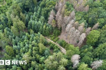 UK forests face 'catastrophic ecosystem collapse'