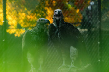 Why Vultures Might Just Be the Smartest Birds Above the Block