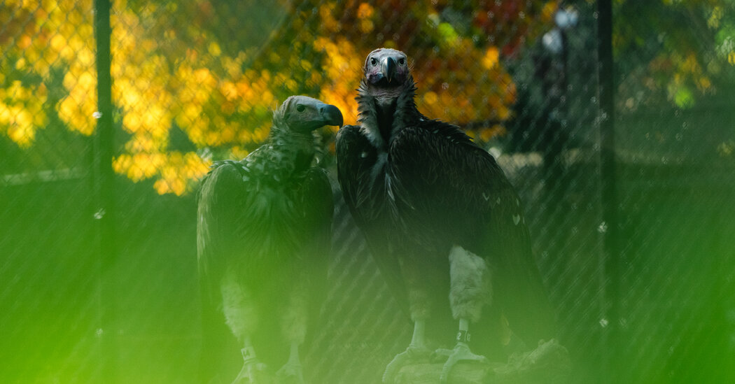 Why Vultures Might Just Be the Smartest Birds Above the Block