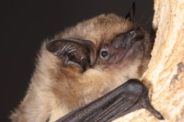 You Know About the Birds and the Bees, but Guess What These Bats Do