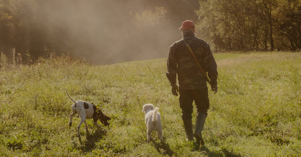 ‘The Climate’s No Good’: The Hunt for White Truffles Gets Pricier