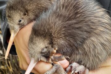 After Decades of Decline, a Feathered Icon Breeds in New Zealand’s Capital