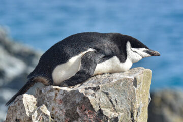 Penguins Take Thousands of Naps Every Day