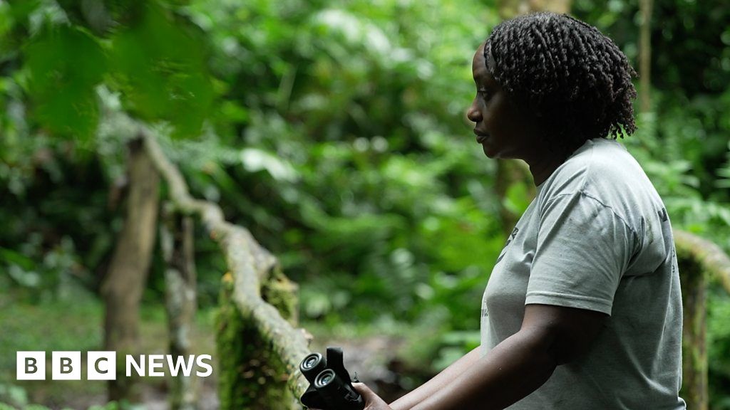 Saving Uganda's gorillas from climate change