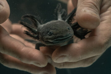 What It Takes to Save the Axolotl