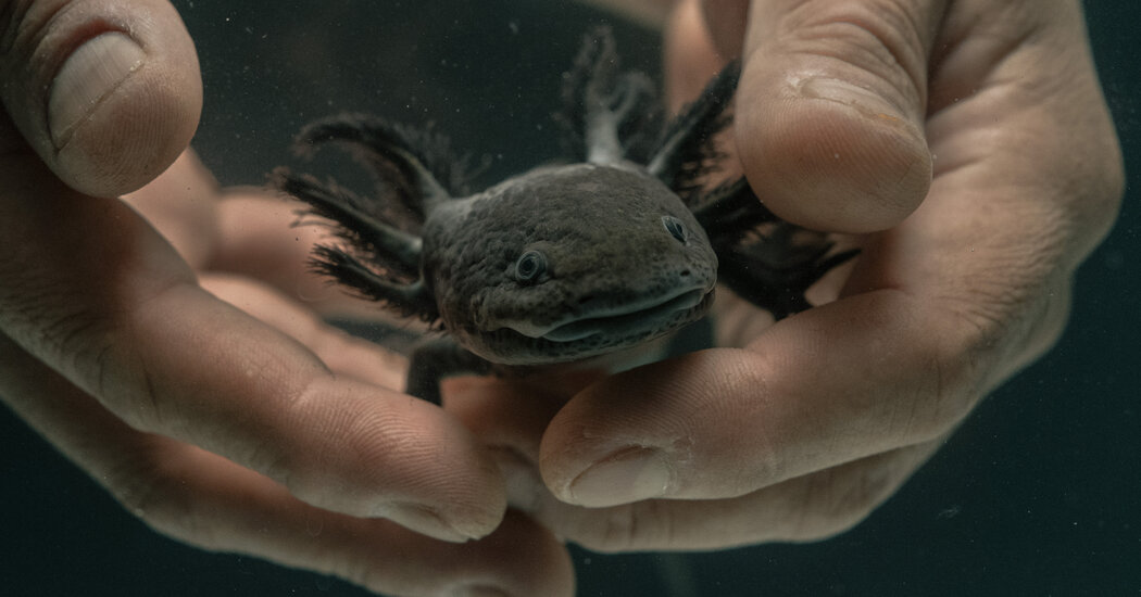 What It Takes to Save the Axolotl