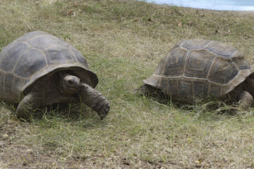 An English Mystery: What Killed 7 Giant Tortoises Found in the Forest?