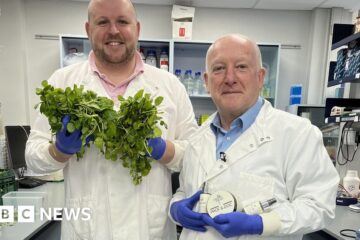 Devon researchers believe watercress could treat nappy rash