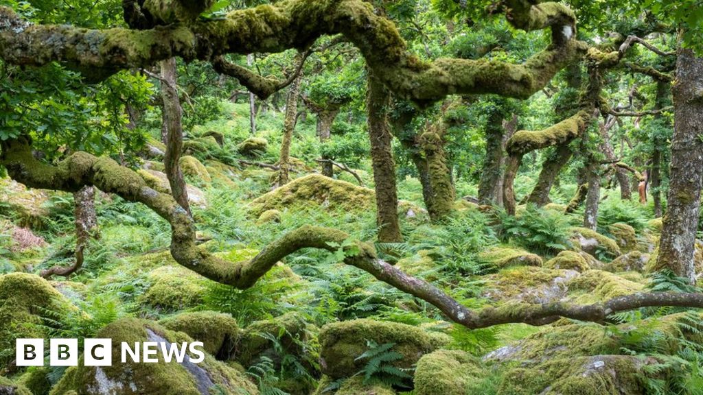 Devon tree planting: Work to recreate lost rainforest