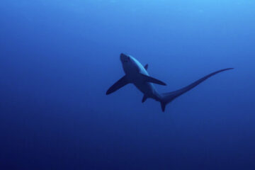 Fear the Tails, Not the Jaws, of These ‘Weirdo’ Sharks