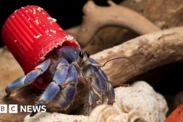 Hermit crabs are 'wearing' our plastic rubbish