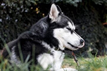 Husky dog saves neighborhood from gas explosion