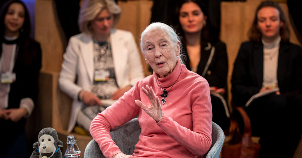 Jane Goodall Says 2024 is the ‘Most Consequential Voting Year’