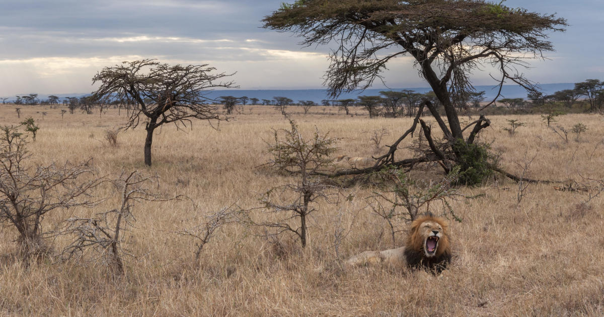 Lions are being forced to change the way they hunt. It's all because of a tiny invasive ant, scientists say.