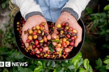 New coffee genetic map promises better brews