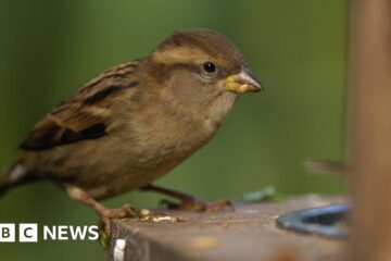 RSPB Birdwatch 2024: Fewer wild birds visiting UK gardens