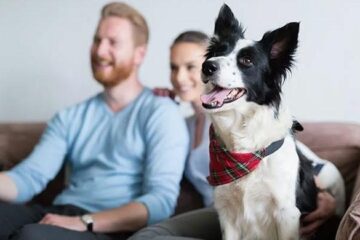 Study reveals dogs love watching TV animal shows