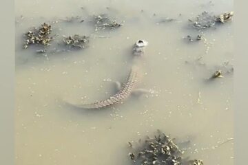 WATCH: Alligator in frozen water stuns viewers