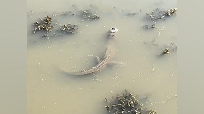 WATCH: Alligator in frozen water stuns viewers