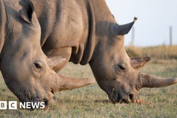 World's first IVF rhino pregnancy 'could save species'