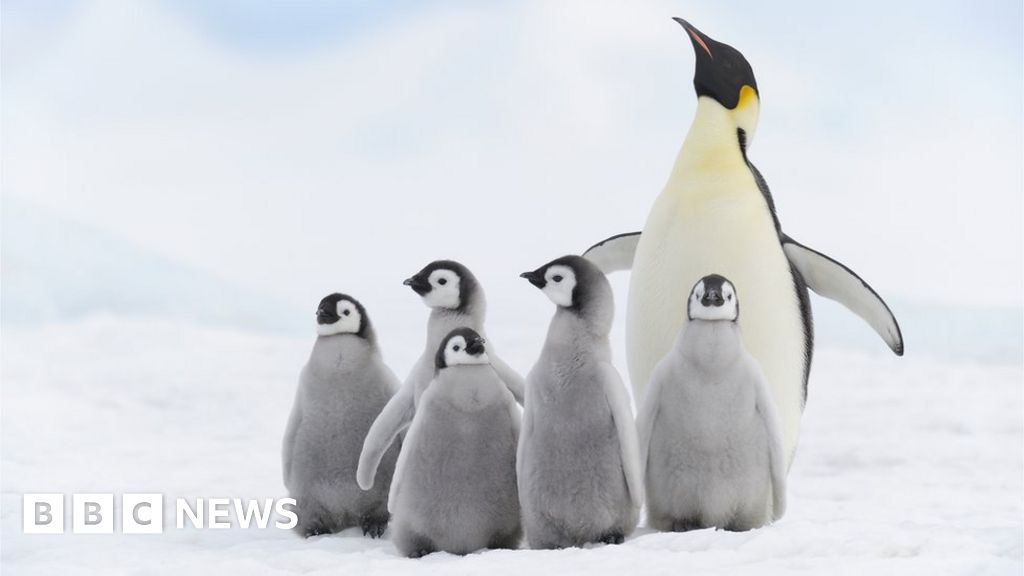 Climate change: Four new emperor penguin groups found by satellite