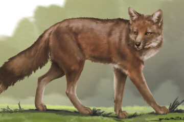 Ancient Foxes Lived and Died Alongside Humans