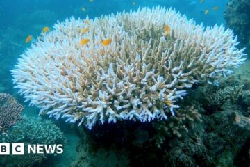 Coral bleaching: Fourth global mass stress episode underway - US scientists