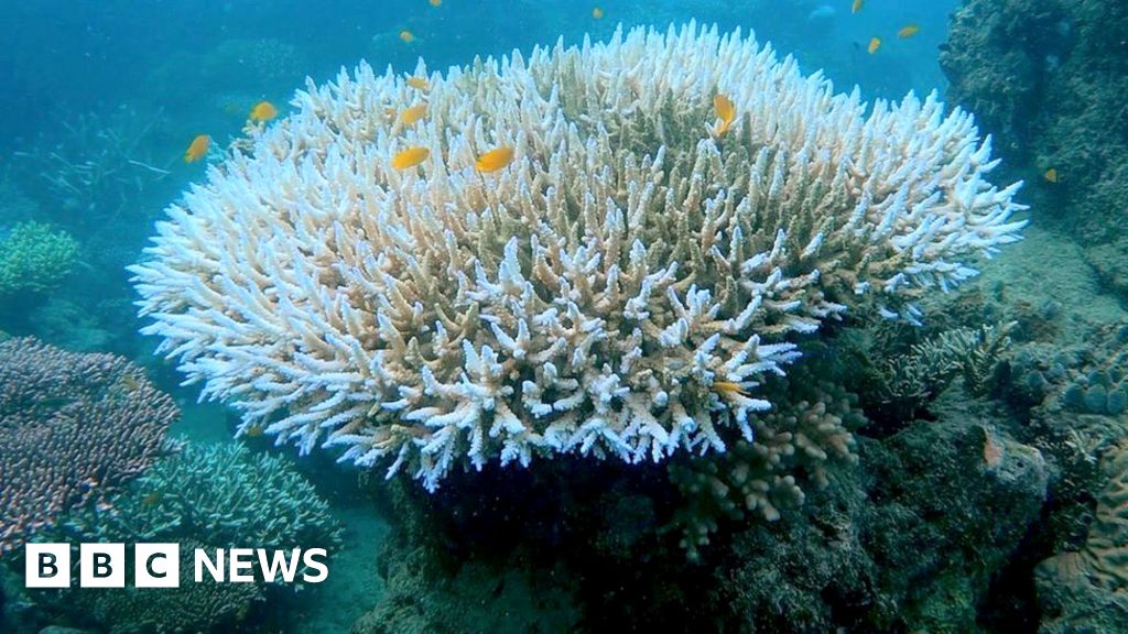 Coral bleaching: Fourth global mass stress episode underway - US scientists