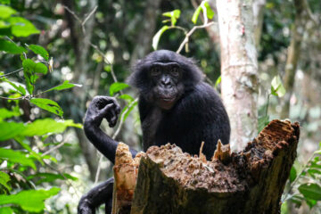 No ‘Hippie Ape’: Bonobos Are Often Aggressive, Study Finds