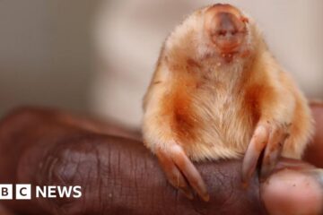 Northern marsupial mole: Rare blind creature photographed in Australian outback